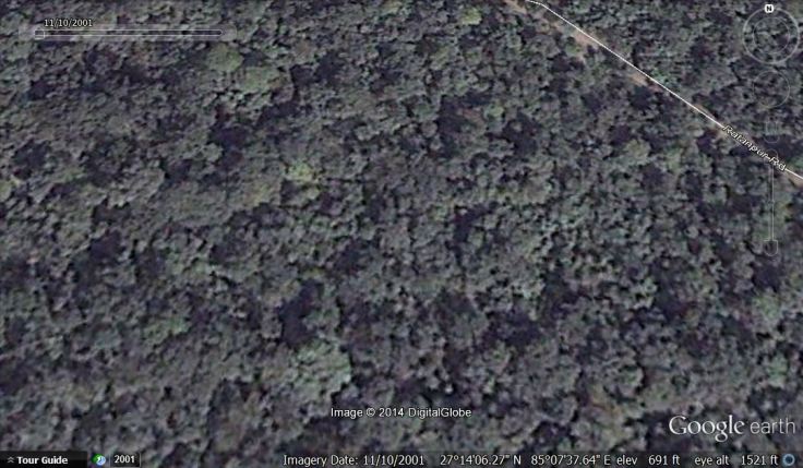 nov 10 2001 dense forest